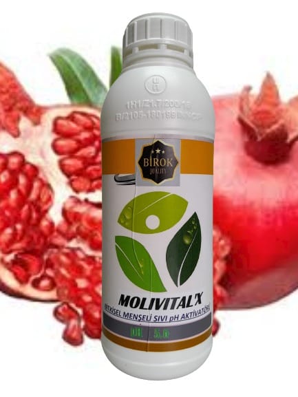 MOLİVİTAL  X  ACTİVİSİON